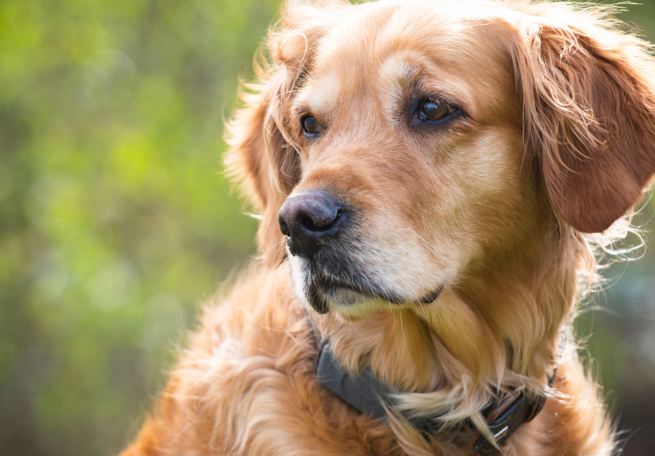 Fressnapf – Dog tracker for happy tails